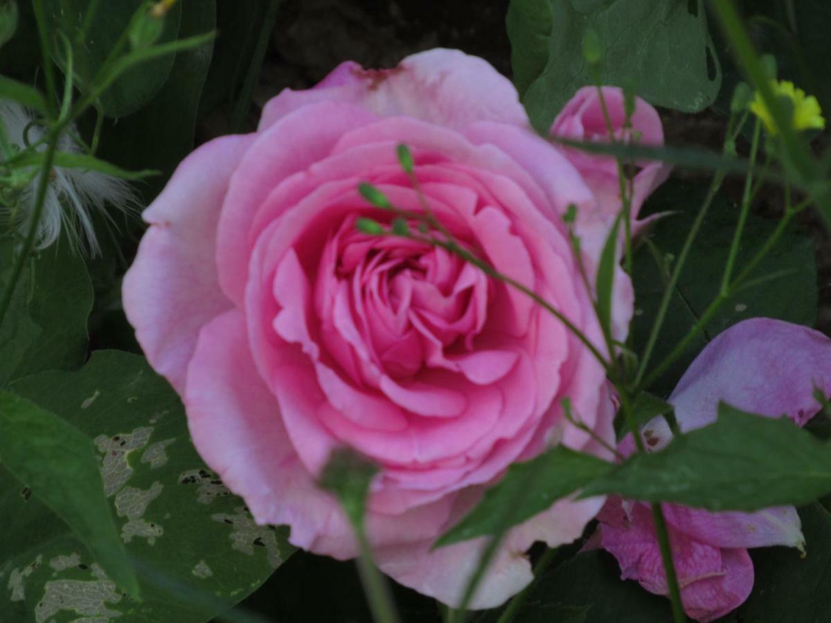 The Old Vicarage Hotel & Restaurant Bridgwater Extérieur photo Rosa 'Mary Rose'