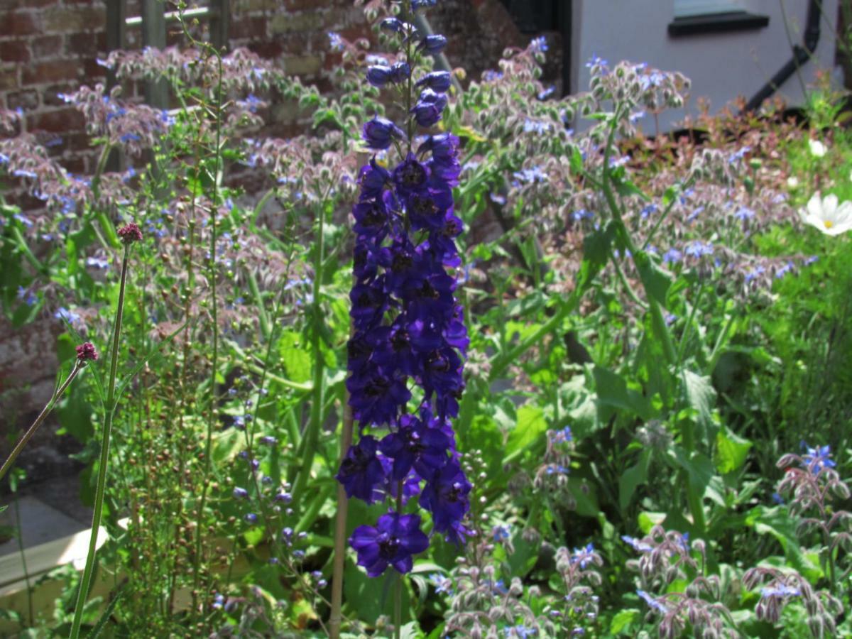 The Old Vicarage Hotel & Restaurant Bridgwater Extérieur photo Delphinium 'Blue King'